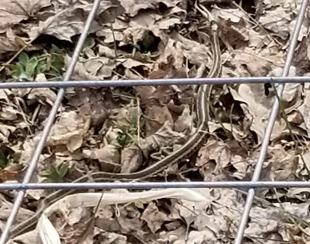 small ribbon snake on dried leaves, under a loose cow-panel fence piece