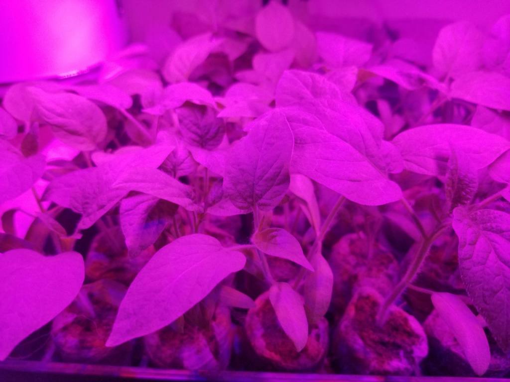 pink light picture of tomato seedling plants